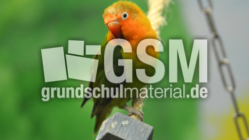 Unzertrennliche (1).jpg